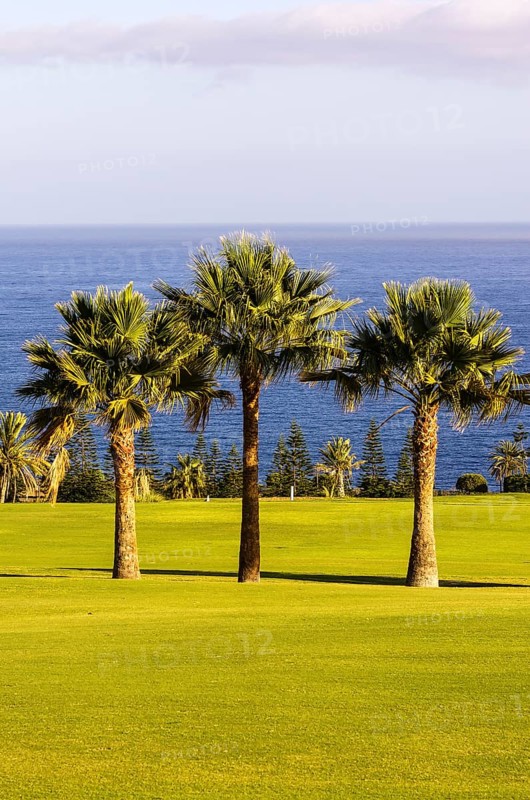 Three palm trees on a golf course