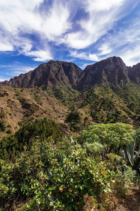 Vegetation of the mountain region