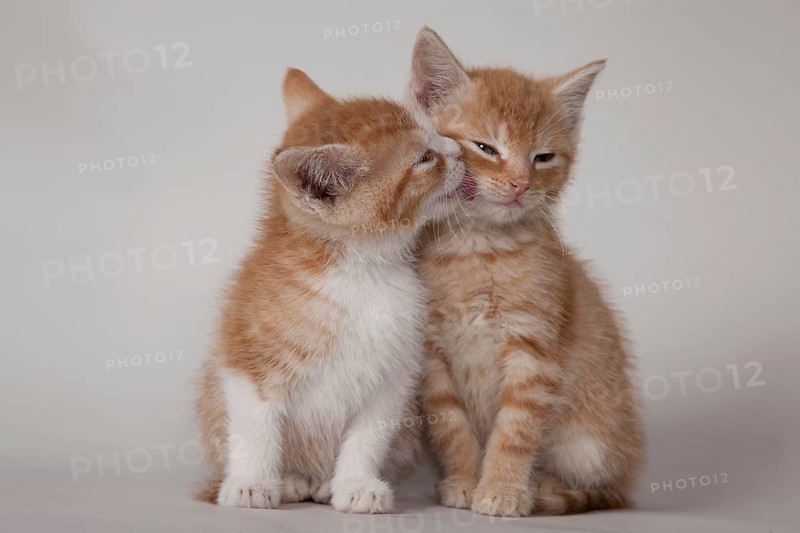 Red tabby kittens