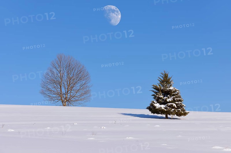 Beech (Fagus sp.) and Fir (Abies sp.) in winter