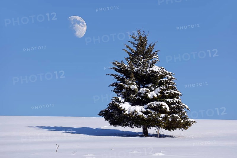 Fir (Abies sp.) in winter
