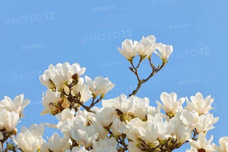 Flowers of the Yulan Magnolia (Magnolia denudata)