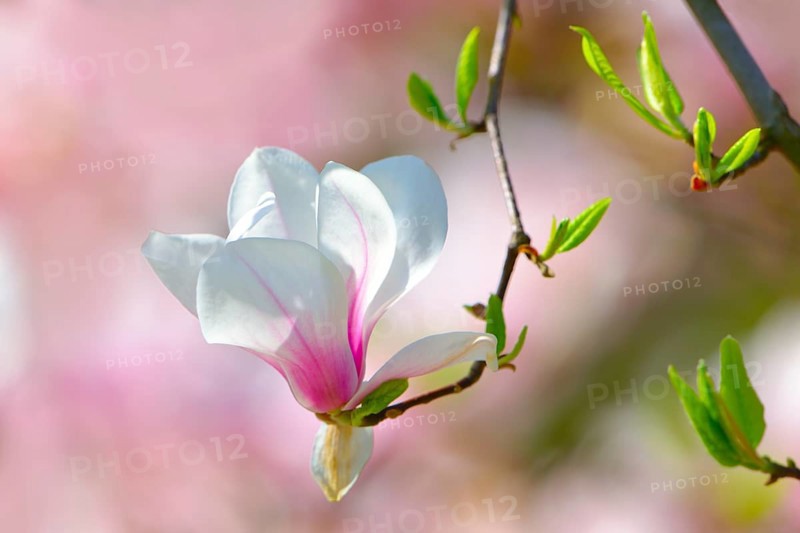 Tulip Magnolia (Magnolia x soulangeana) amabilis cultivar