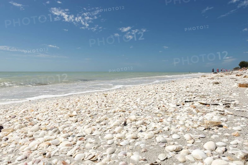 Shells on the beach