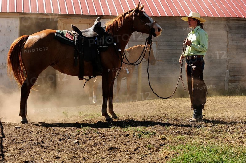 Bucking horse being held on the reins by a cowgirl in a paddock on the prairie