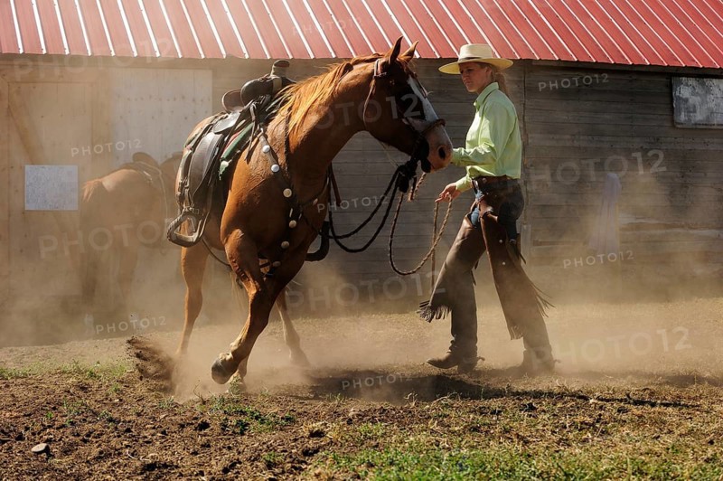 Bucking horse being held on the reins by a cowgirl in a paddock on the prairie