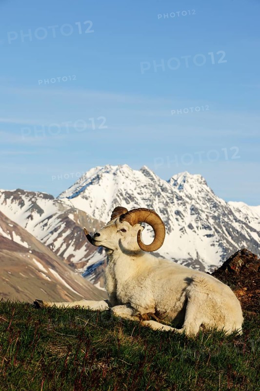 Dall Sheep (Ovis dalli dalli) in the Arctic tundra in front of the Alaska Range