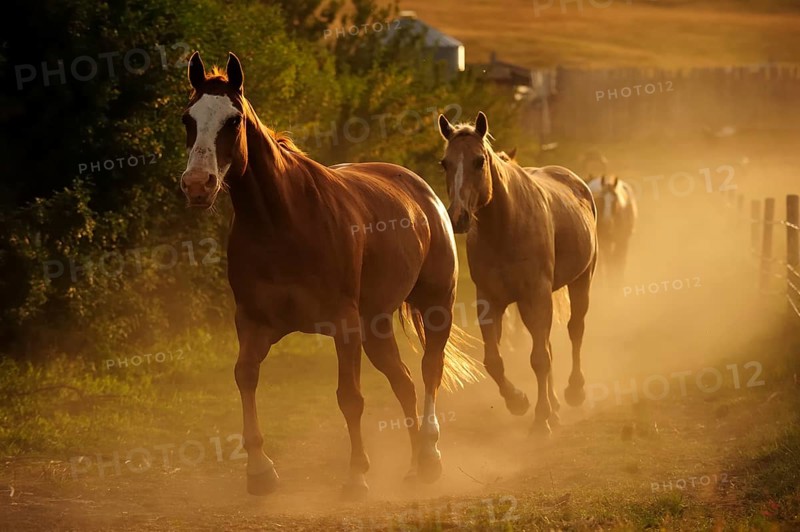 Cowboy horses trotting in the dust along the paddock fence