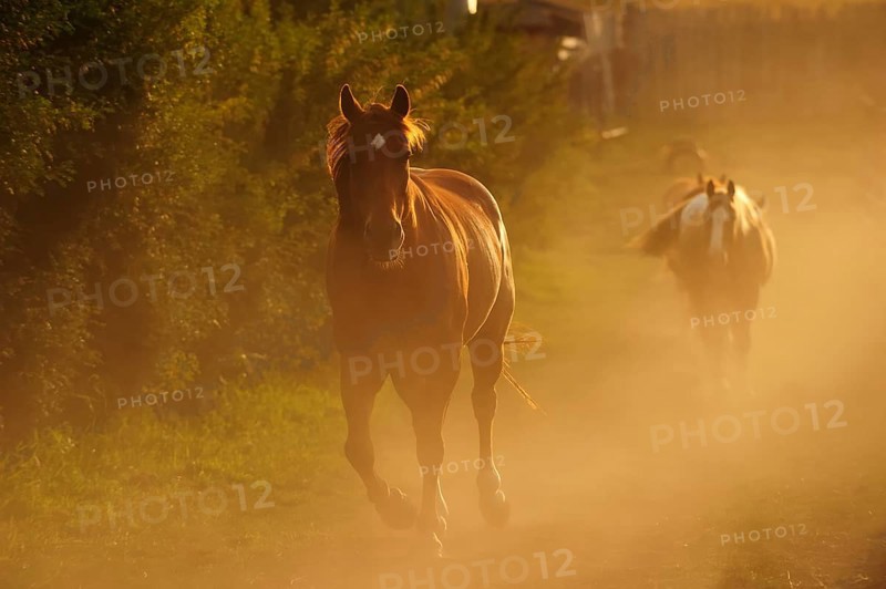 Cowboy horses trotting in the dust along the paddock fence