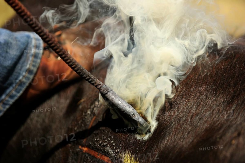Hot branding iron burns into the skin of a calf to brand it