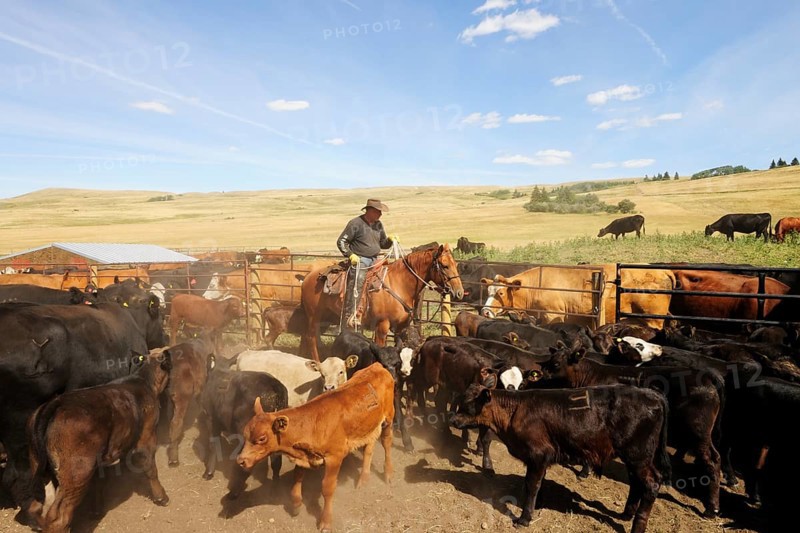 Cowboy on a horse capturing cattle in the paddock with a lasso so that they can be branded