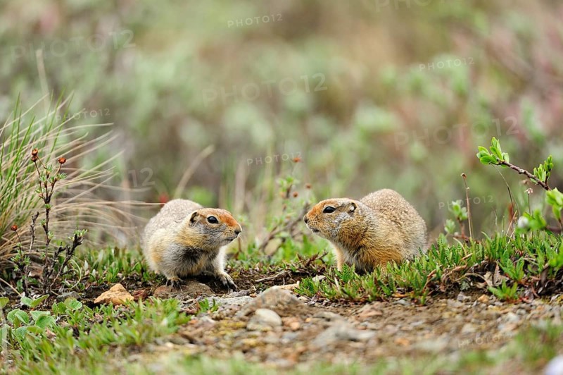 Arctic Ground Squirrels (Spermophilus parryii) foraging for food in the Arctic tundra