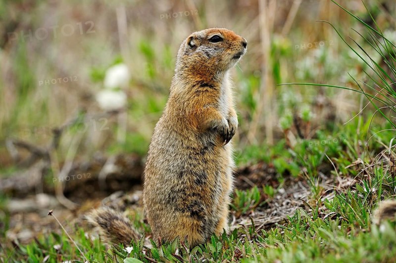 Arctic Ground Squirrel (Spermophilus parryii) foraging for food in the Arctic tundra