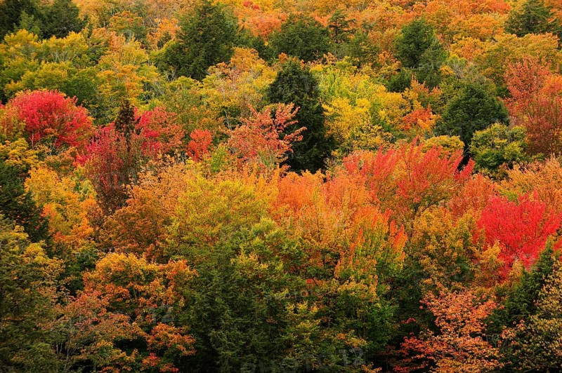 Deciduous forest in autumn colours