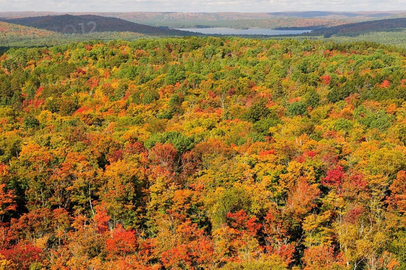 Deciduous forest in autumn colours