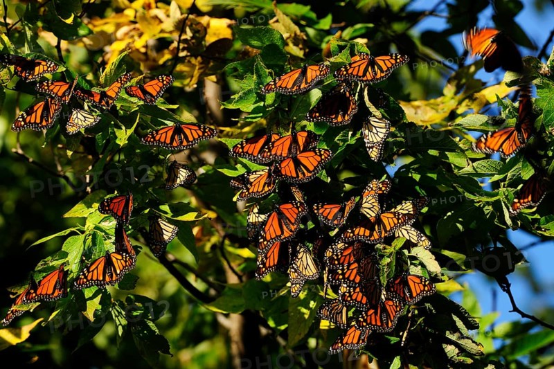 Monarch Butterflies (Danaus plexippus) resting during their migration from Canada to Mexico