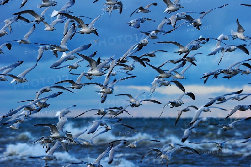 Flock of Ring-billed Gulls (Larus delawarensis) flying up