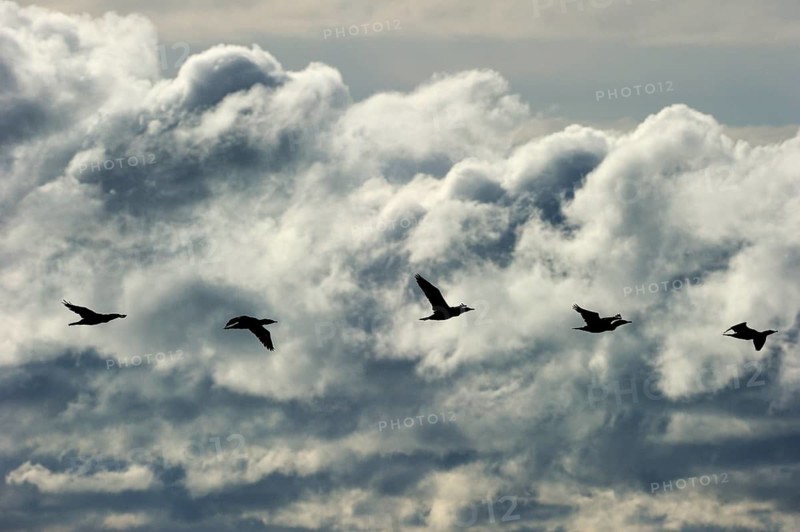 Great Black Cormorants (Phalacrocorax carbo) in flight