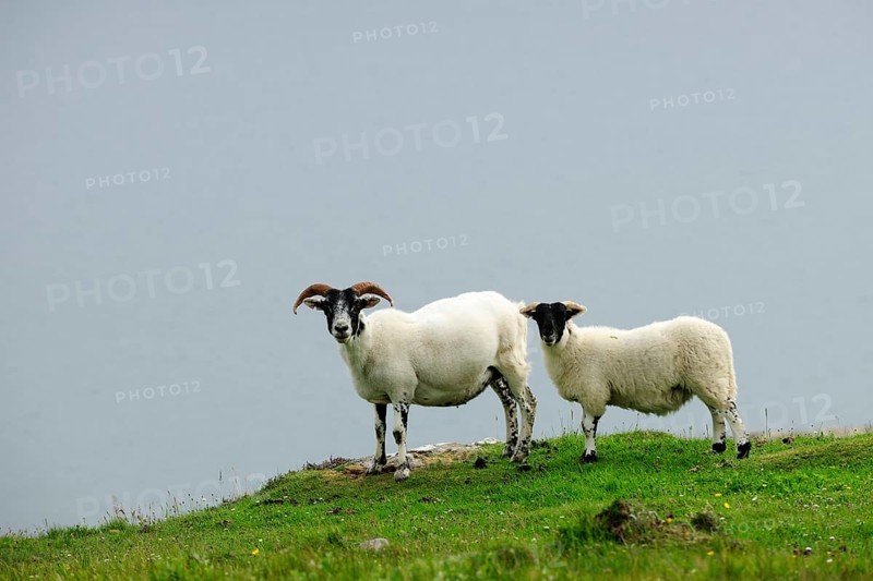 Two sheep in a pasture