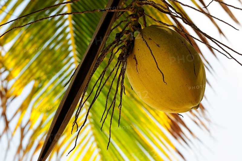 Coconut hanging from a Coconut Palm (Cocos nucifera)