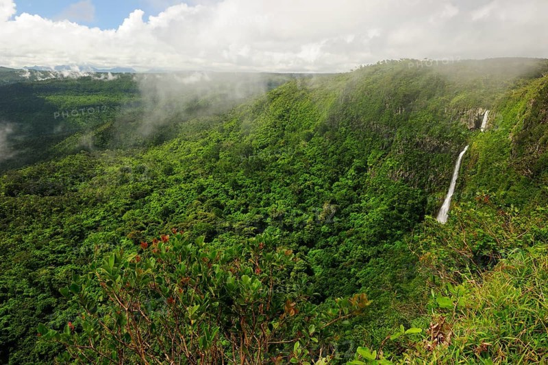 Jungle landscape