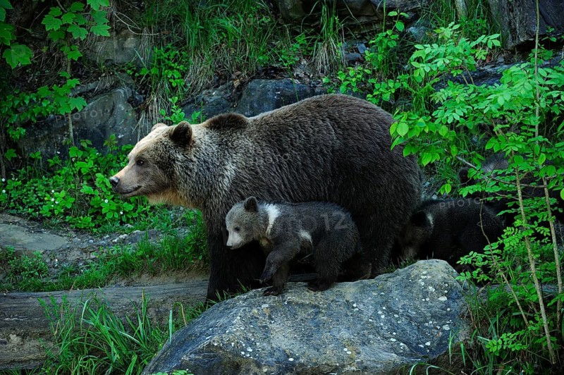 Brown Bear (Ursus arctos) with its cubs