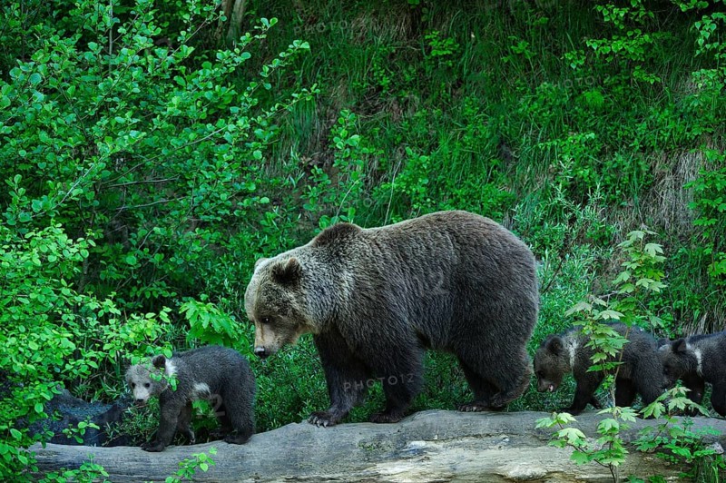 Brown Bear (Ursus arctos) exploring with its cubs