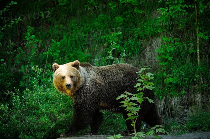Brown Bear (Ursus arctos)