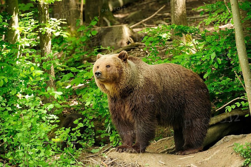 Brown Bear (Ursus arctos) standing in the woods in front of its den