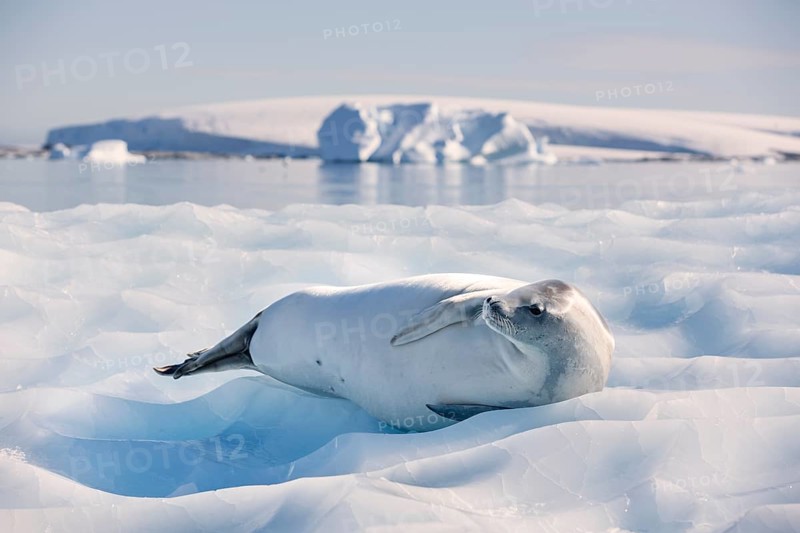 Leopard Seal (Hydrurga leptonyx) lying on an ice floe