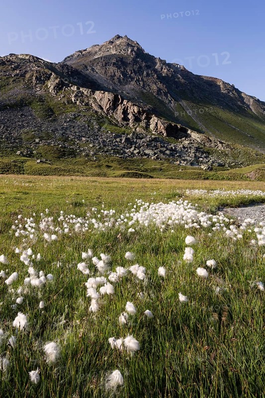 Cotton Grass (Eriophorum sp.) on the raised mire of Breites Wasser