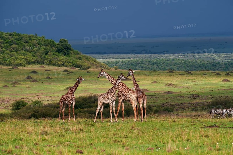 Herd of Giraffes (Giraffa camelopardalis) standing in front of an approaching storm