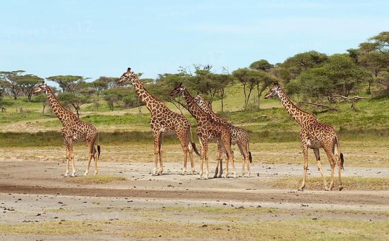 Herd of Giraffes (Giraffa camelopardalis) in front of an acacia tree forest