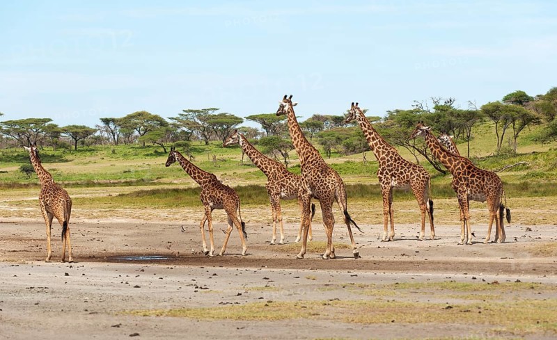 Herd of Giraffes (Giraffa camelopardalis) in front of an acacia tree forest
