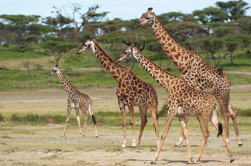 Herd of Giraffes (Giraffa camelopardalis) in front of an acacia tree forest