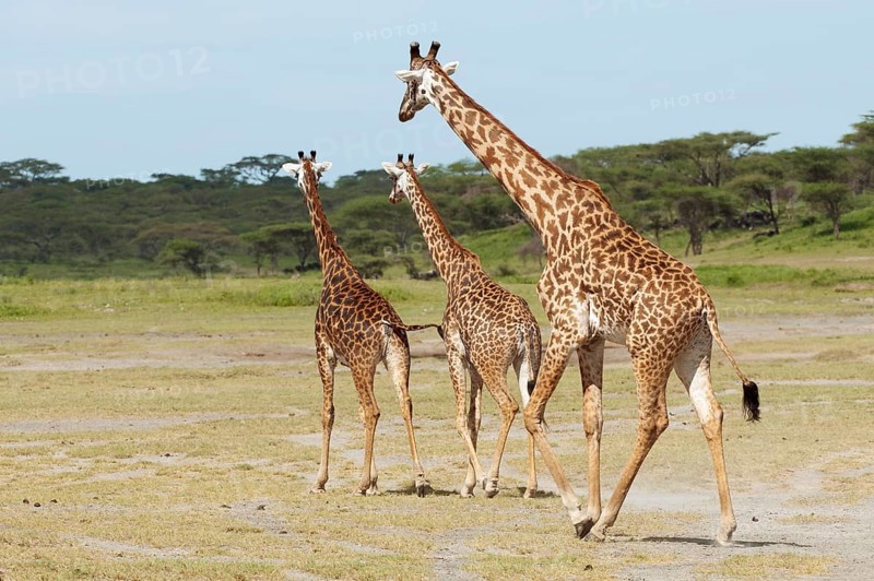 Herd of Giraffes (Giraffa camelopardalis) in front of an acacia tree forest