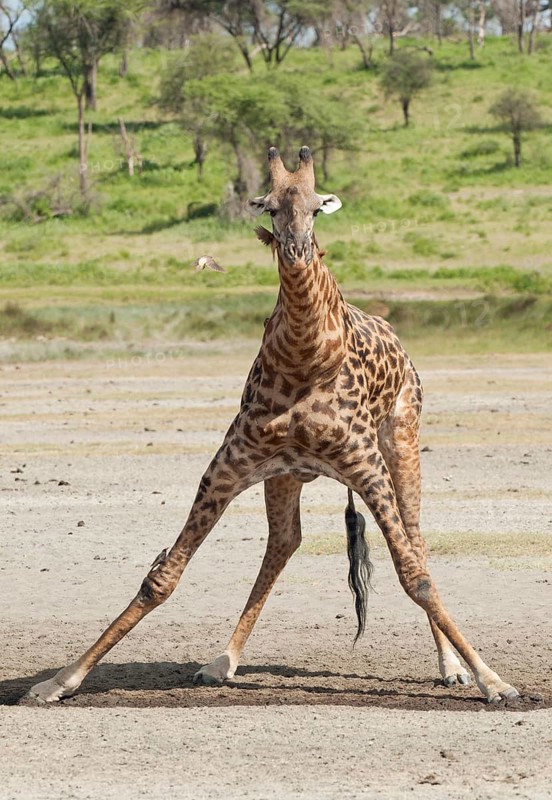 Giraffe (Giraffa camelopardalis) bending down awkwardly to drink
