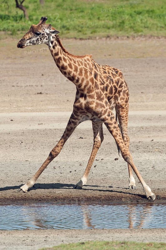 Giraffe (Giraffa camelopardalis) bending down awkwardly to drink