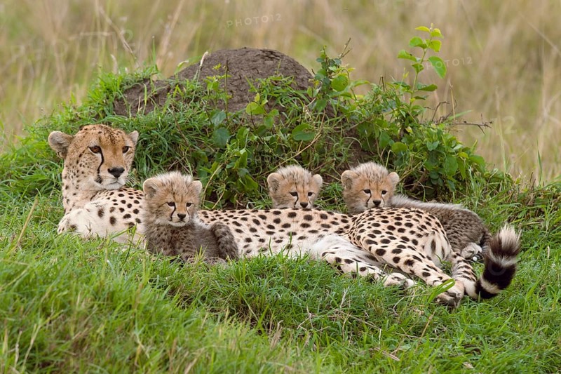Cheetahs (Acinonyx jubatus)