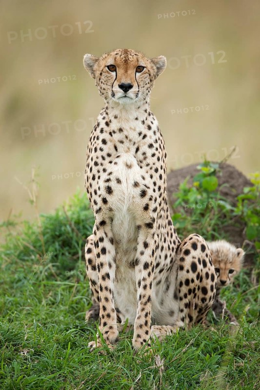 Cheetahs (Acinonyx jubatus)