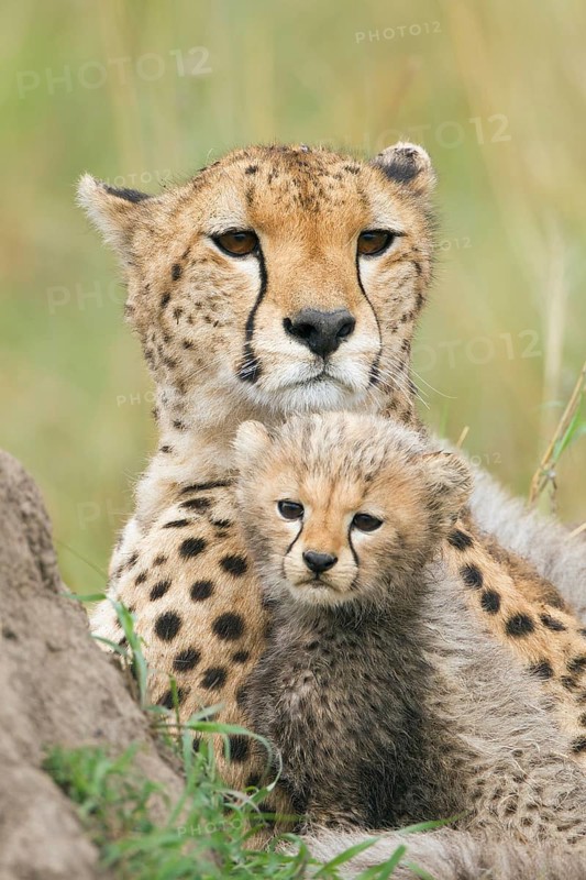 Cheetahs (Acinonyx jubatus)