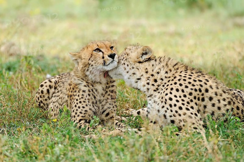 Cheetahs (Acinonyx jubatus)