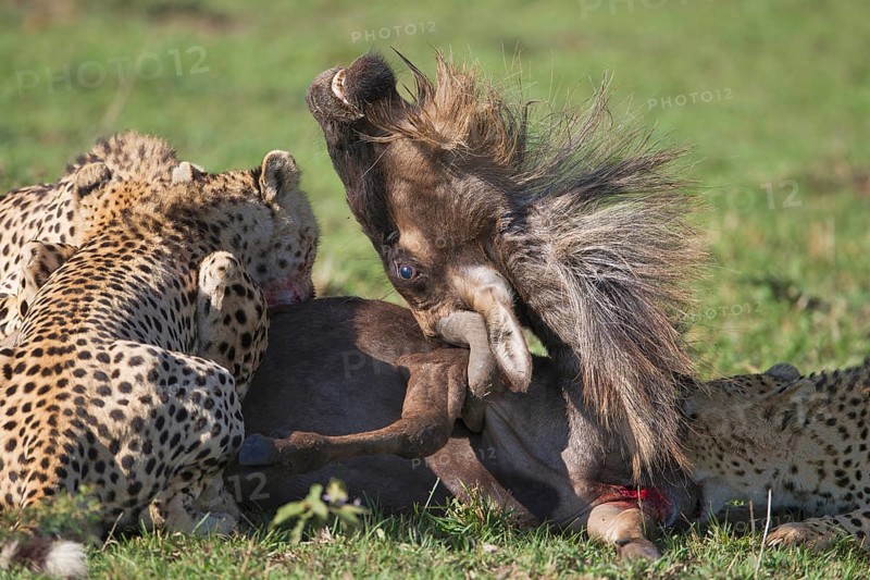 Cheetahs (Acinonyx jubatus) killing a Blue Wildebeest (Connochaetes taurinus)