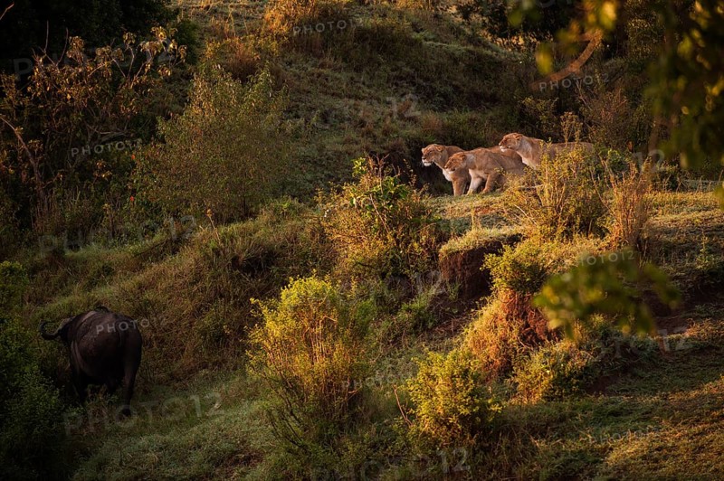 Three Lionesses (Panthera leo) pursuing a buffalo