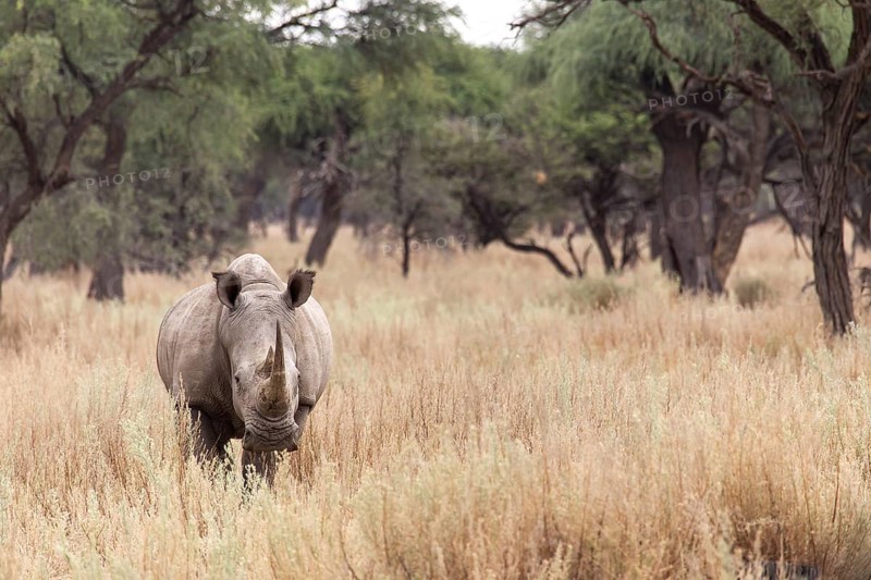 White Rhinoceros or Square-lipped Rhinoceros (Ceratotherium simum)