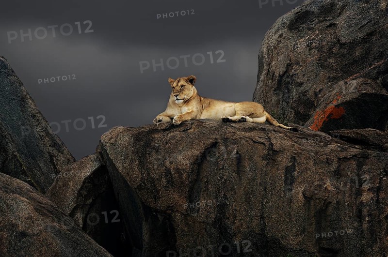 Lioness (Panthera leo) on a rock during a storm