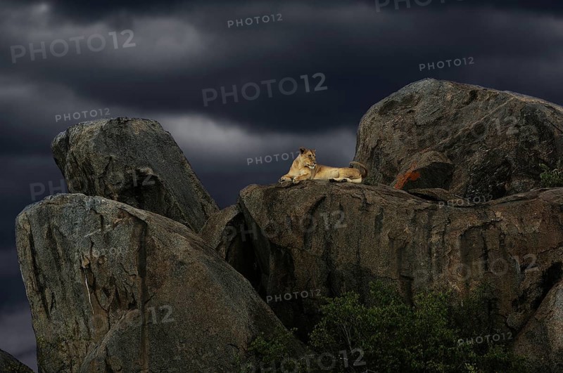 Lioness (Panthera leo) on a rock during a storm