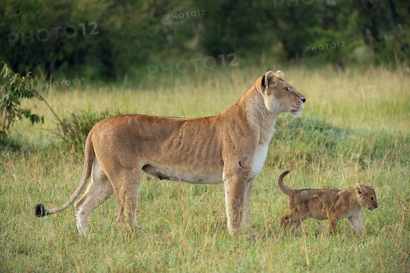 Lioness (Panthera Leo) with her lion cub in the morning light
