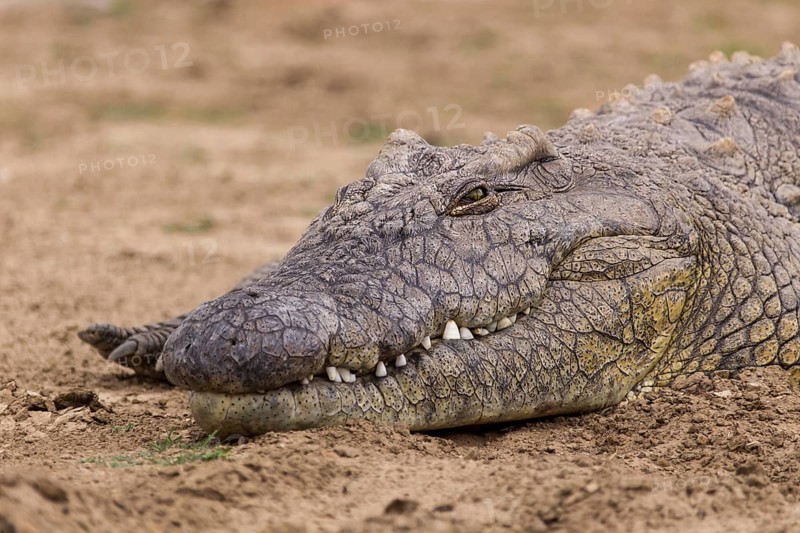 Nile Crocodile (Crocodylus niloticus)