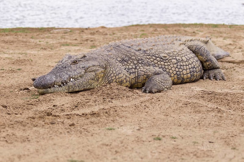 Nile Crocodile (Crocodylus niloticus)